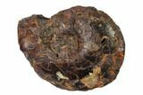 Fossil Goniatite (Imitoceras) - Morocco #162617-1